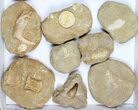 Flat: Cretaceous Marine Vertebrate Fossils - Pieces #96110-1